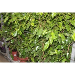 FICUS BENJAMINA P24