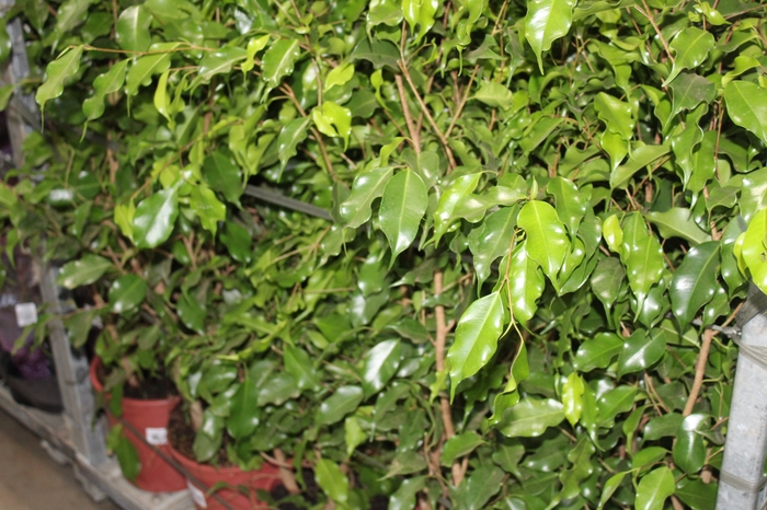 <h4>FICUS BENJAMINA P24</h4>