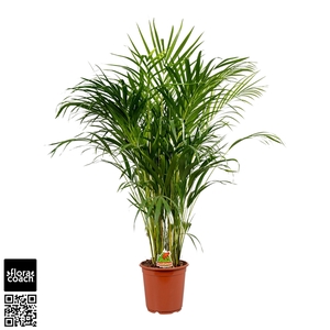 Dypsis Lutescens P22cm - H120cm (Areca)