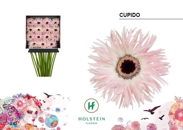 <h4>Gerbera Spider Cupido Diamond Per Kaart</h4>