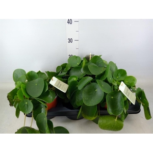 Pilea peperomioides