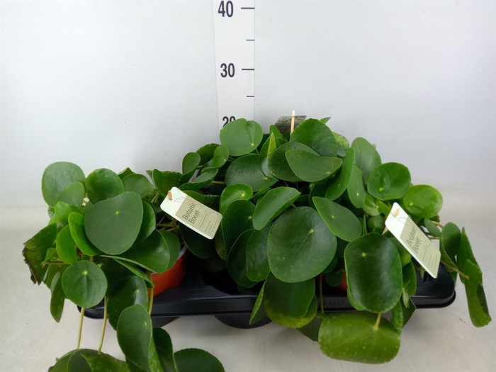 <h4>Pilea peperomioides</h4>