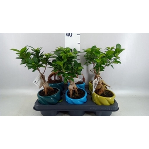 Ficus microcarpa 'Ginseng'