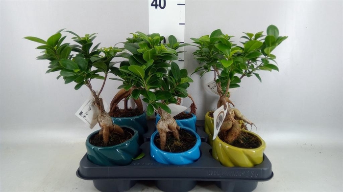 <h4>Ficus microcarpa 'Ginseng'</h4>