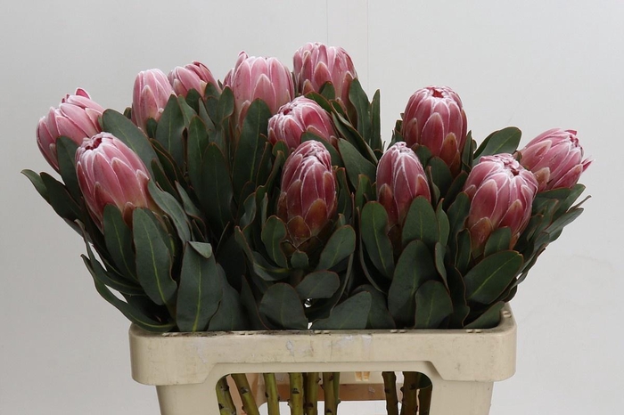 <h4>PROTEA CARNIVAL</h4>