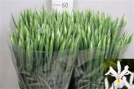 <h4>Iris White Magic</h4>