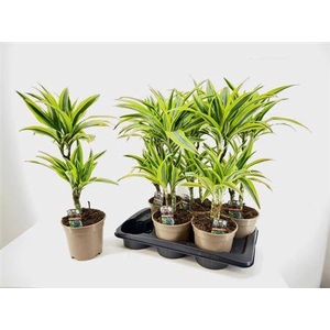 Dra De Lemon Lime 30-10