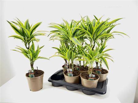 <h4>Dra De Lemon Lime 30-10</h4>