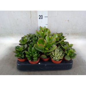 Crassula   ...mix