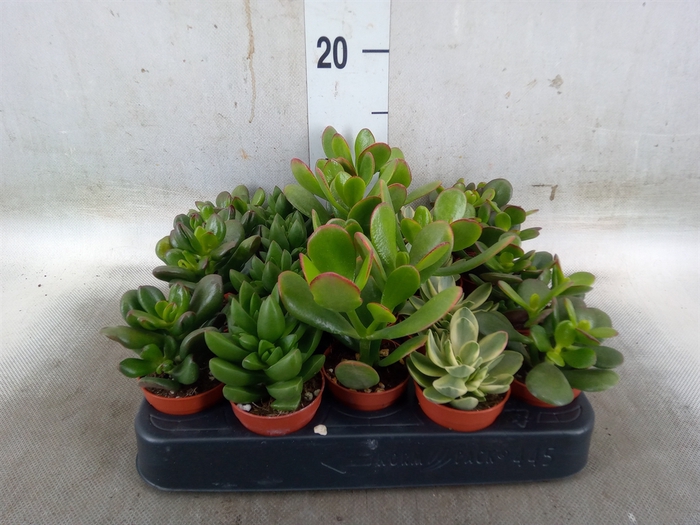 <h4>Crassula   ...mix</h4>