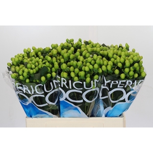 Hypericum Coco Bamboo