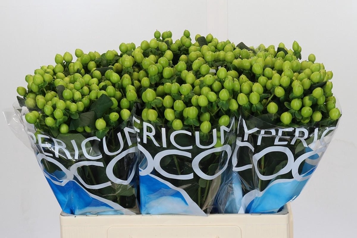 <h4>Hypericum Coco Bamboo</h4>