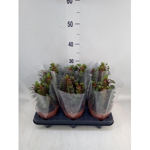 Euphorbia trigona 'Rubra'