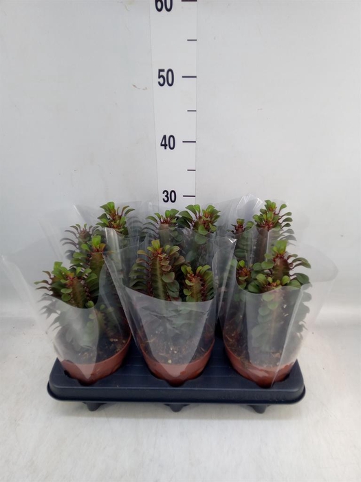 <h4>Euphorbia trigona 'Rubra'</h4>
