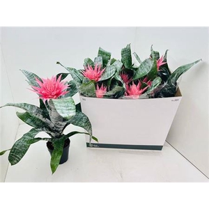 Aechmea fasciata 'Primera'