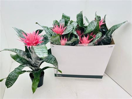 <h4>Aechmea fasciata 'Primera'</h4>