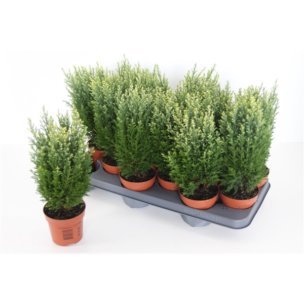 <h4>Chamaecyparis lawsoniana 'Snow White'</h4>