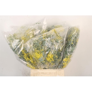 Acacia Dennisbode Bloei Per Bunch