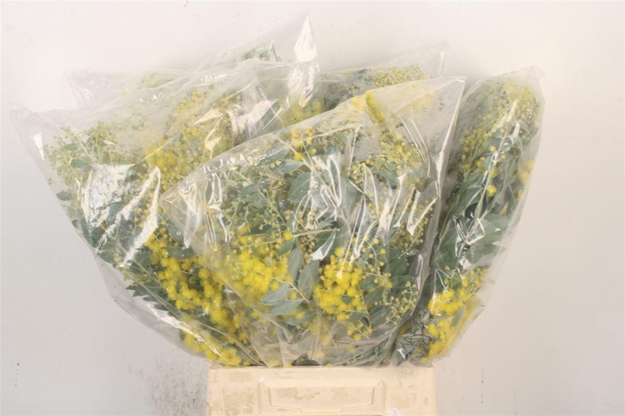 <h4>Acacia Dennisbode Bloei Per Bunch</h4>