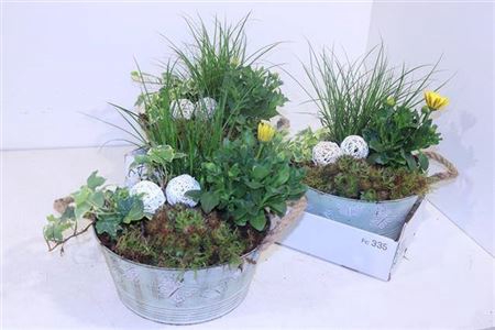 <h4>Arr Tuinplanten</h4>