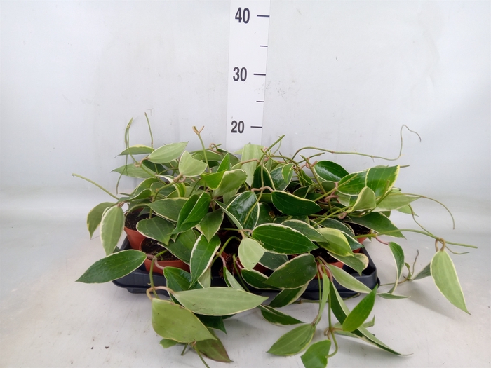 <h4>Hoya latifolia 'Albomarginata'</h4>