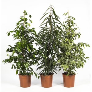 Ficus Mix