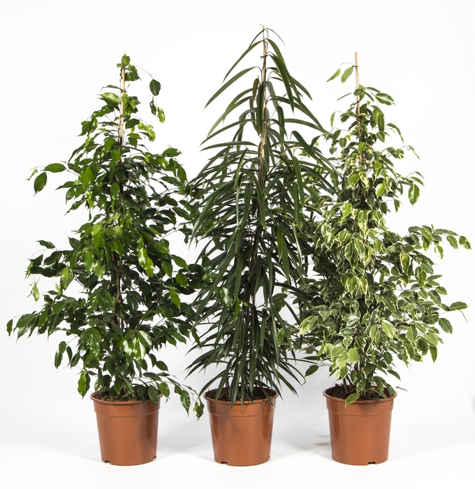 <h4>Ficus Mix</h4>
