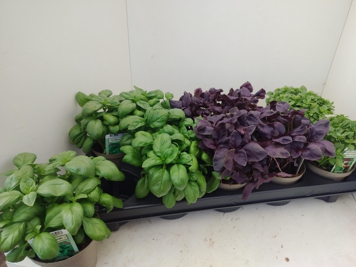 <h4>OCIMUM BASILICUM</h4>
