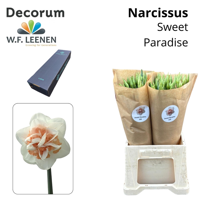 Narcissus Sweet Paradise Large Box 300