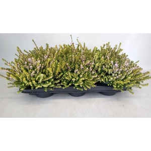 Erica darley. 'Darley Dale'