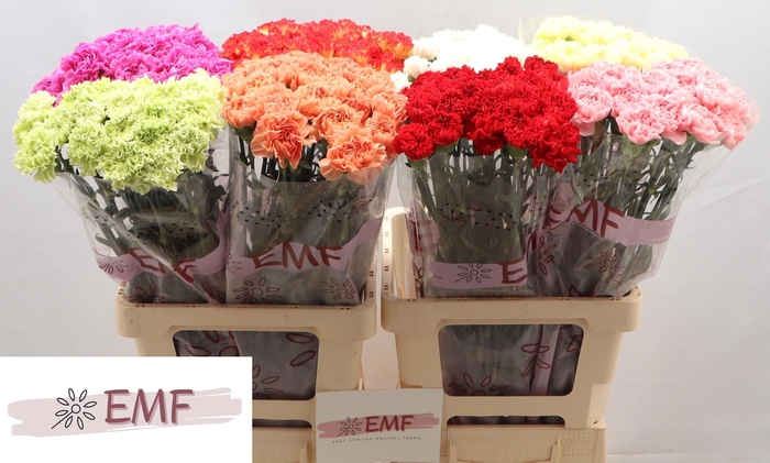 <h4>DI ST GEM IN FUST</h4>