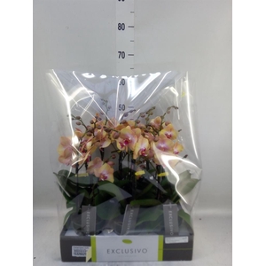 Phalaenopsis multi.   ...orange