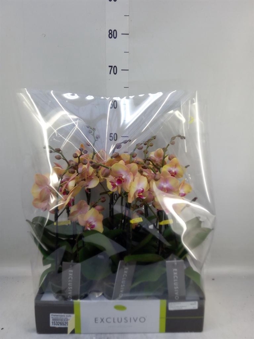 <h4>Phalaenopsis multi.   ...orange</h4>