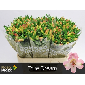 ALSTR TRUE DREAM