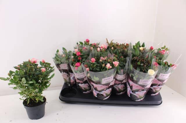 <h4>RO VICTORY GEM</h4>