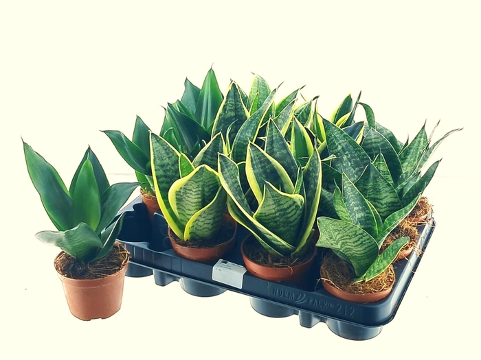 <h4>SANSEV HAHNII</h4>