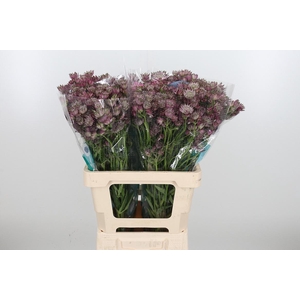 Astrantia Star Of Africa