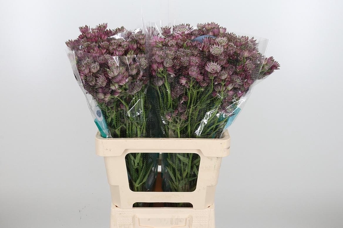 <h4>Astrantia Star Of Africa</h4>