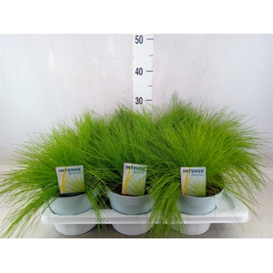 Deschampsia flexuosa 'Amilime'