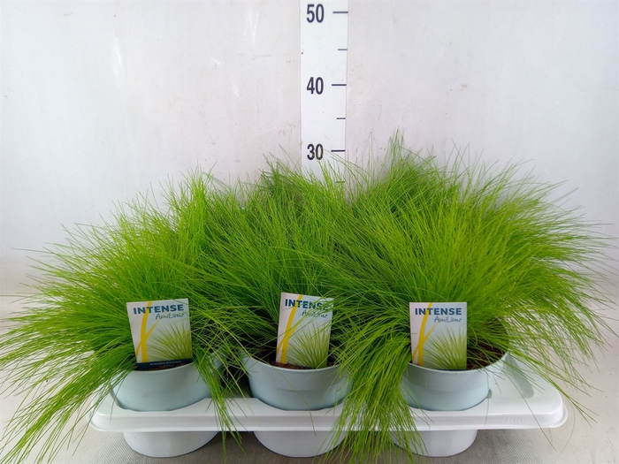 <h4>Deschampsia flexuosa 'Amilime'</h4>