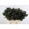 CORYLUSBLAD AUREA GREEN 060CM