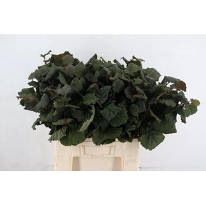 CORYLUSBLAD AUREA GREEN 060CM