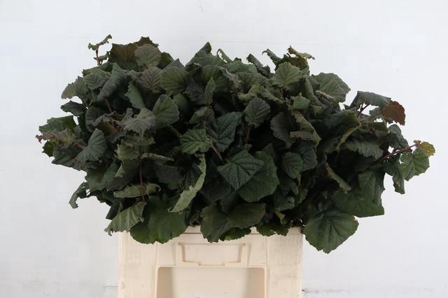 <h4>CORYLUSBLAD AUREA GREEN 060CM</h4>
