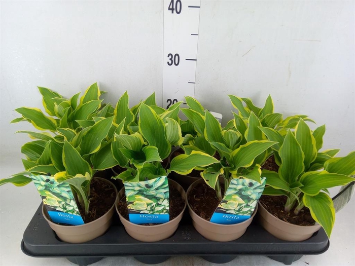 <h4>Hosta   ...</h4>