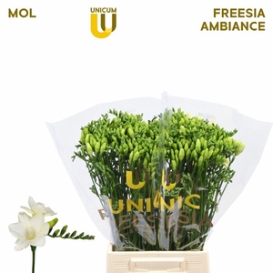 Freesia enk Ambiance