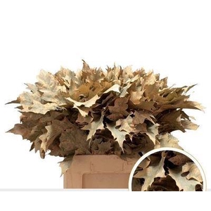 Quercus rubra   ...colored H%