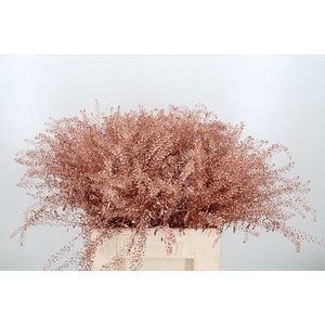 Lepidium Kl Bh Koper