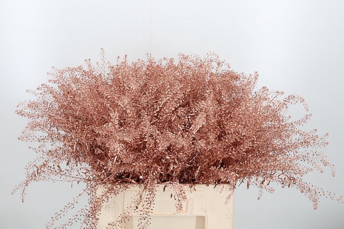 <h4>Lepidium Kl Bh Koper</h4>