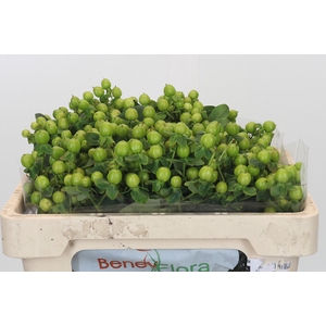 Hypericum Green Power