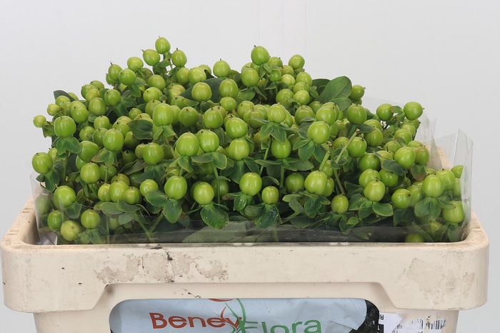 <h4>Hypericum Green Power</h4>